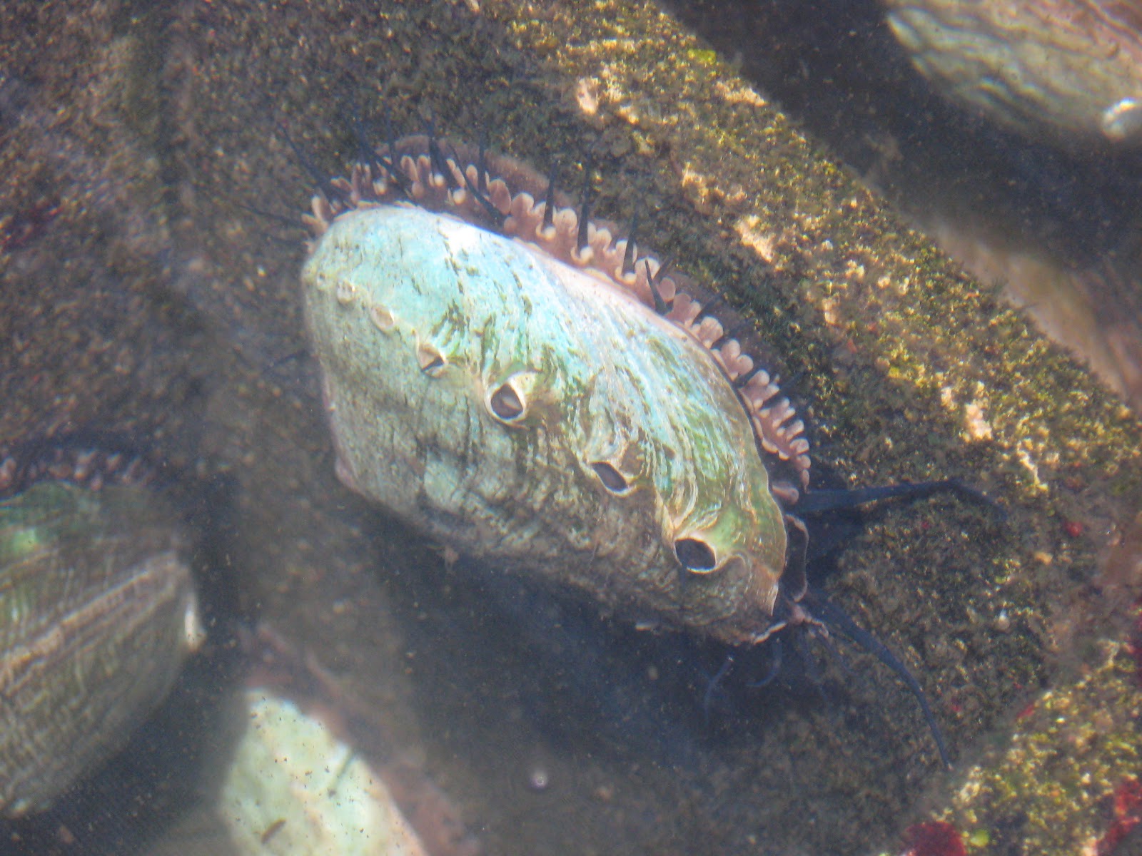 Sustainable Fish Farming Sustainable Snails Abalone Aquaculture in