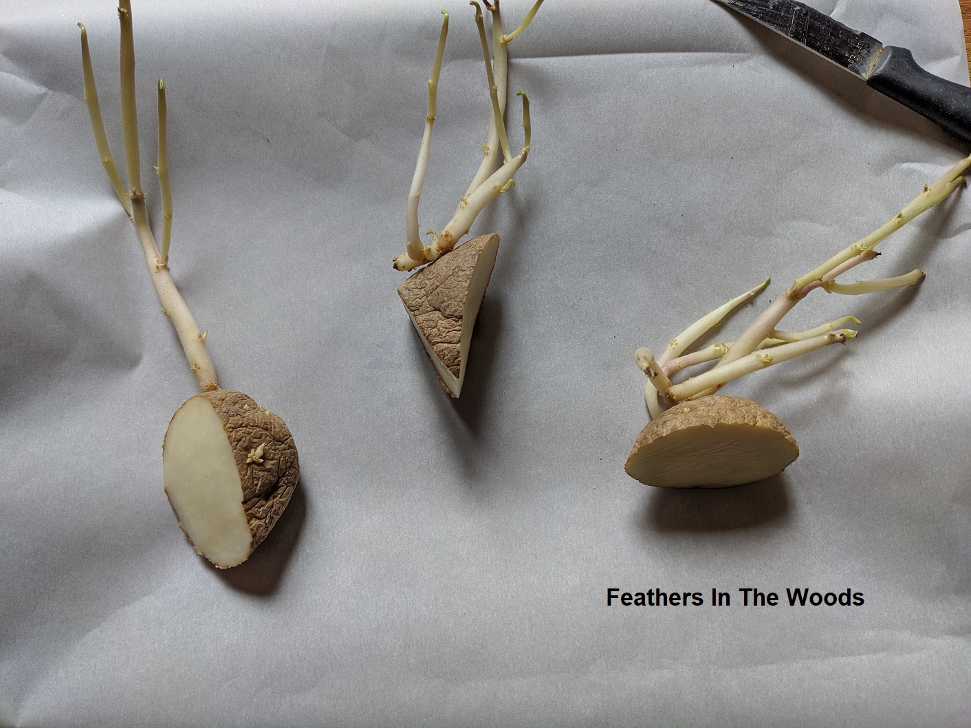 The easiest way to grow potatoes Feathers in the woods