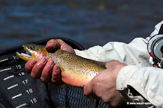 Fly fishing the upper Bitterroot with Roy Loman in early April
