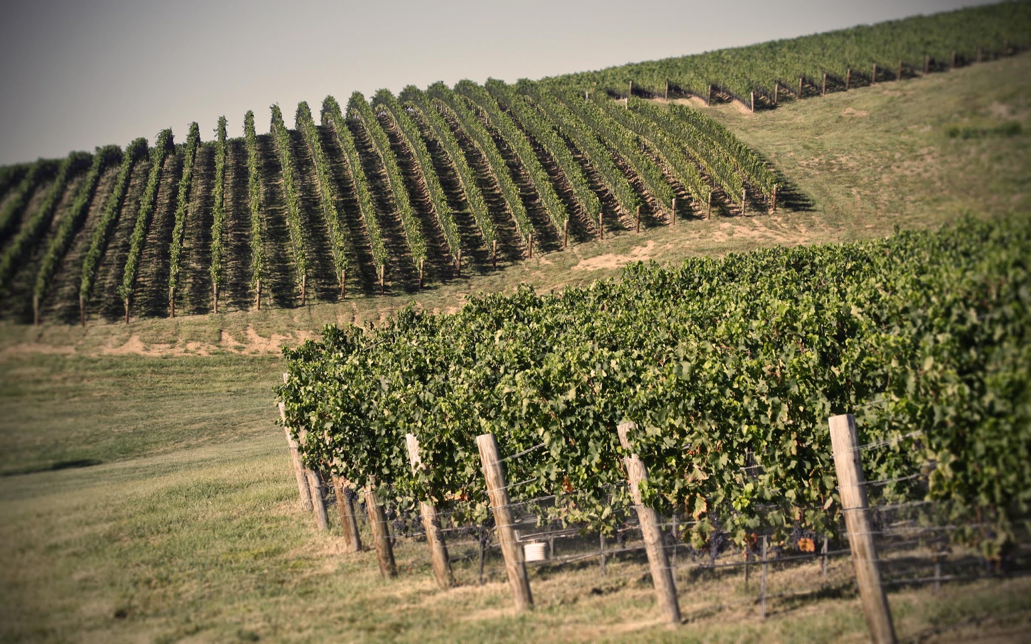 The Wine Write Making World Class Red Wine...In Virginia