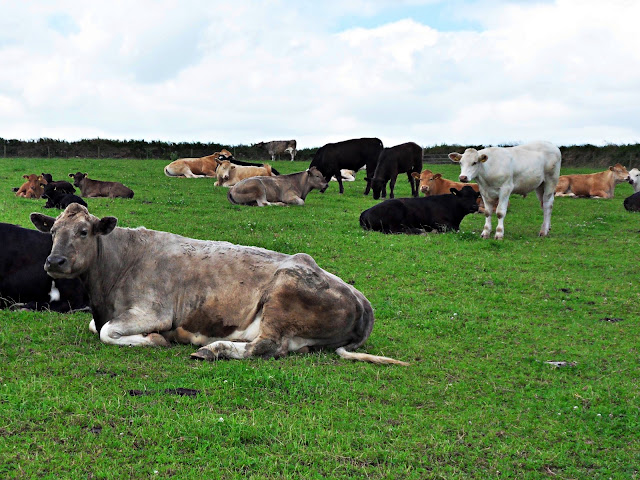 Cows and cattle in field, Cornwall