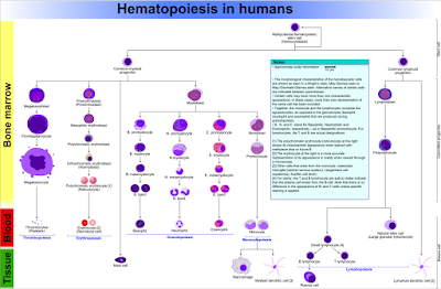 Hematopoiesis_(human)_diagram.png