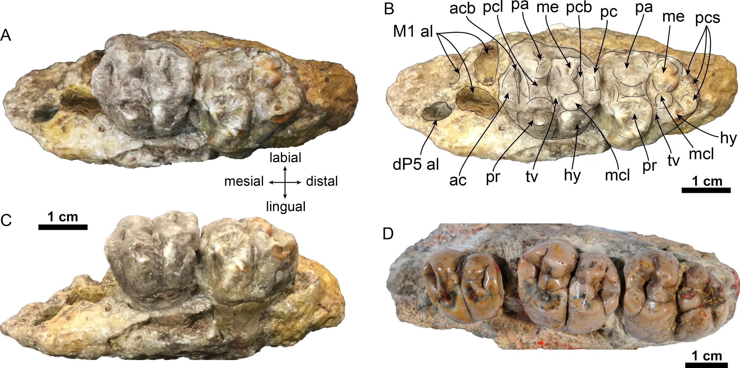 Caribbean Paleobiology April 2021