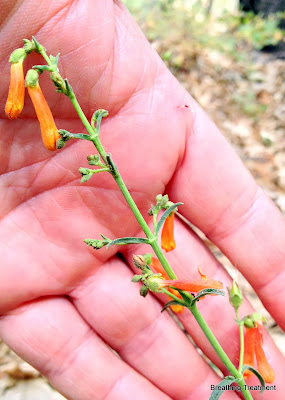 Penstemon, probablyPenstemon labrosus (San Gabriel beardtongue) but it could be  P. rostriflorus