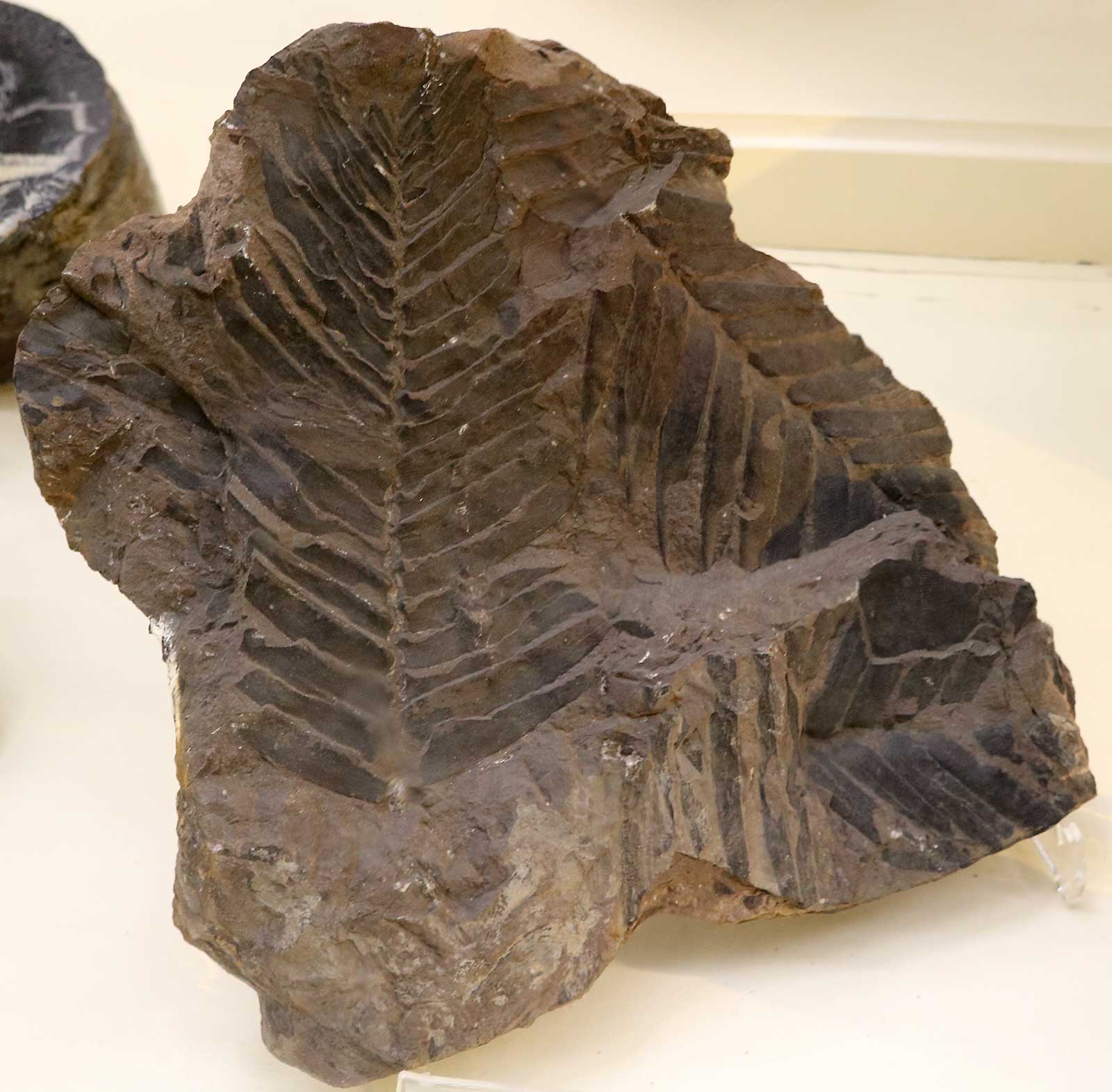 Louisville Fossils and Beyond Zamia gigas Plant Fossil