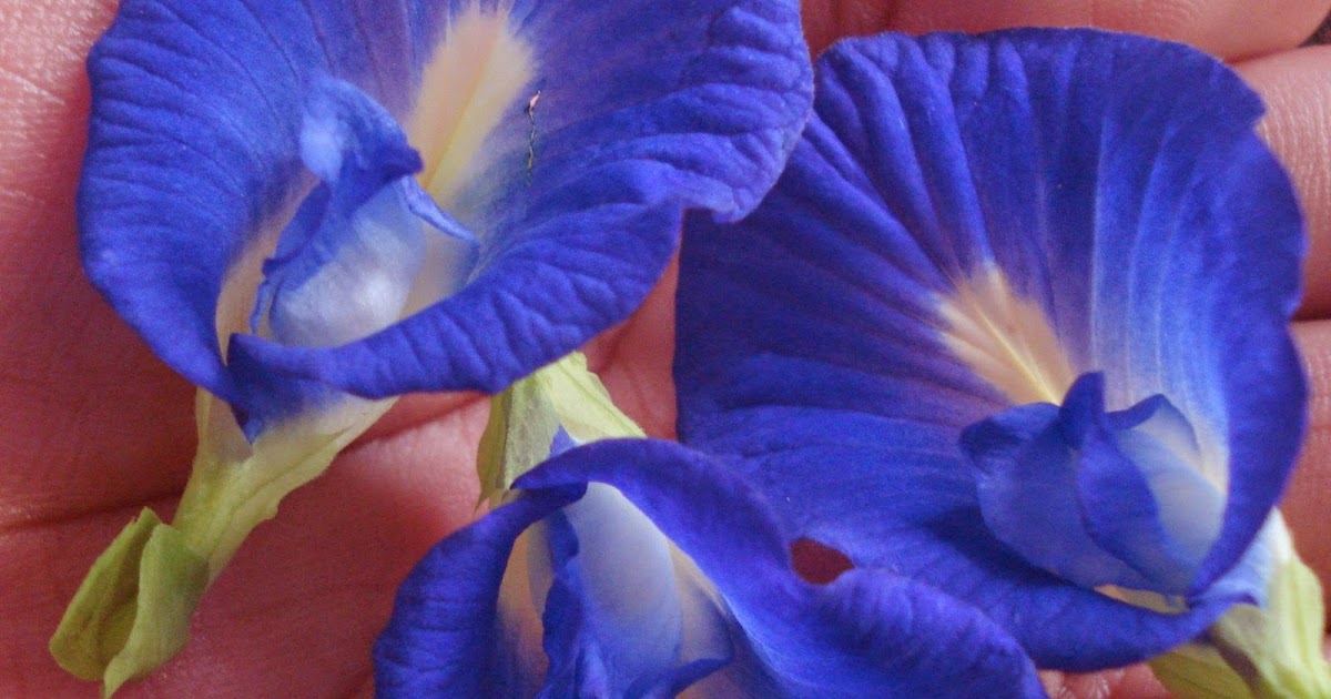 Rumahkubahagiaku Cara Menanam Bunga Telang Alias Bunga Butterfly Pea Alias Clitoria Ternatea