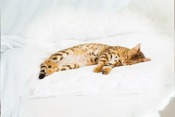 Combien D'Heures Par Jour Les Chats Du bengal Dorment-Ils?