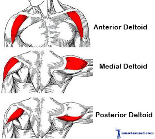 Дельтовидні м’язи складаються з трьох пучків - переднього, бокового (середнього) і заднього