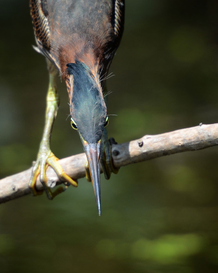 Red and the Peanut: Juvenile Green Heron licking his chops...