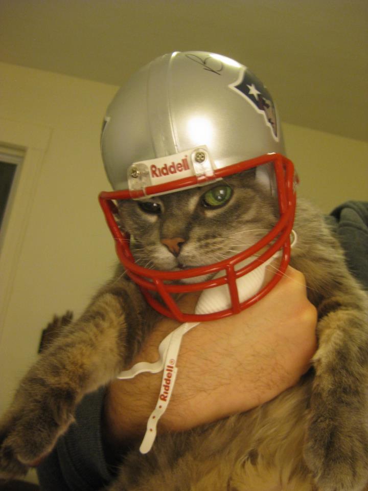 Junk & Stuff & Things & Crap Put a football helmet on my cat?! OKAY!