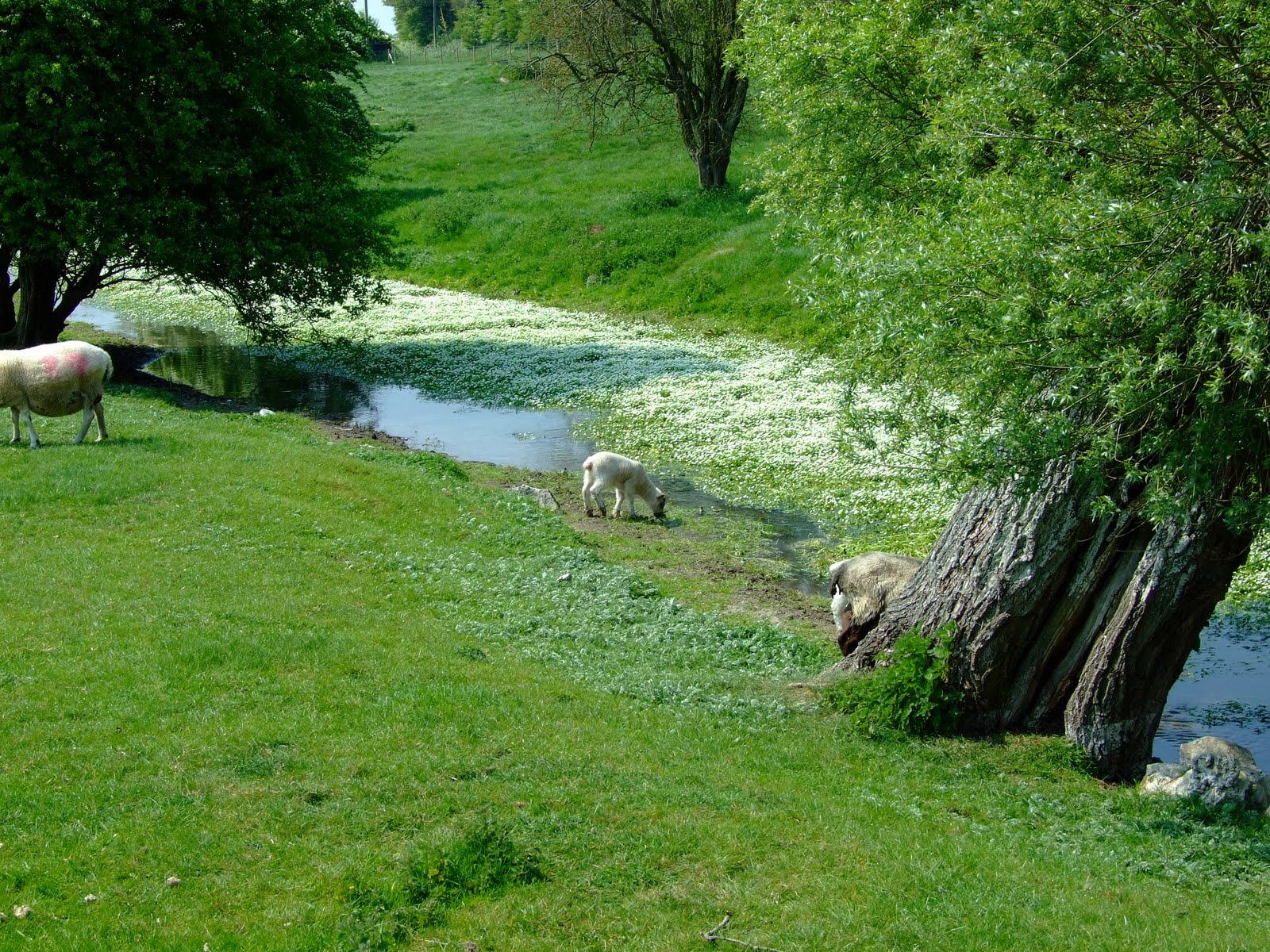 Canoeing and Kayaking on The River Water Crowfoot carpets the