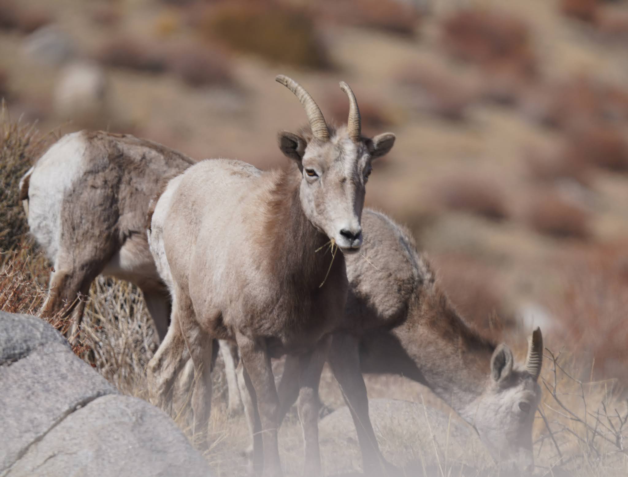 Mid Sierra Musings Endangered Sierra Nevada Bighorn Sheep 2021
