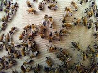 Hayat Bilimdir: Arılar 1 lifeisscience 121107162 354104242454993 3972621378439861177 n Türkiye Eğitim Kampüsü