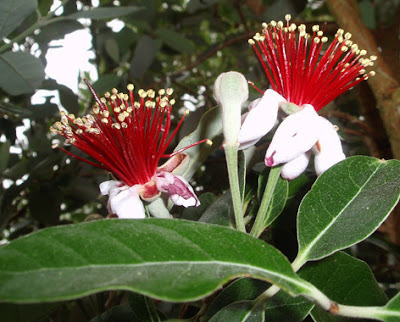 flores abiertas de feijoa