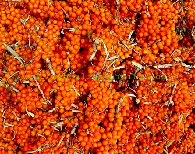 Sea buckthorn  top uses and effects