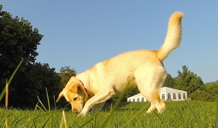 5 Dinge, die Ihr Hund in den Schwanz versucht, Ihnen zu sagen, Hunde