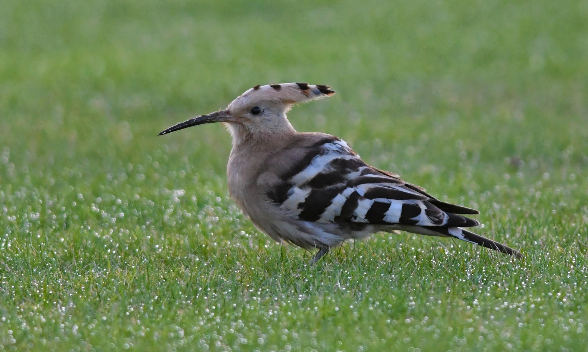 The Early Birder Hoopoe Collingham