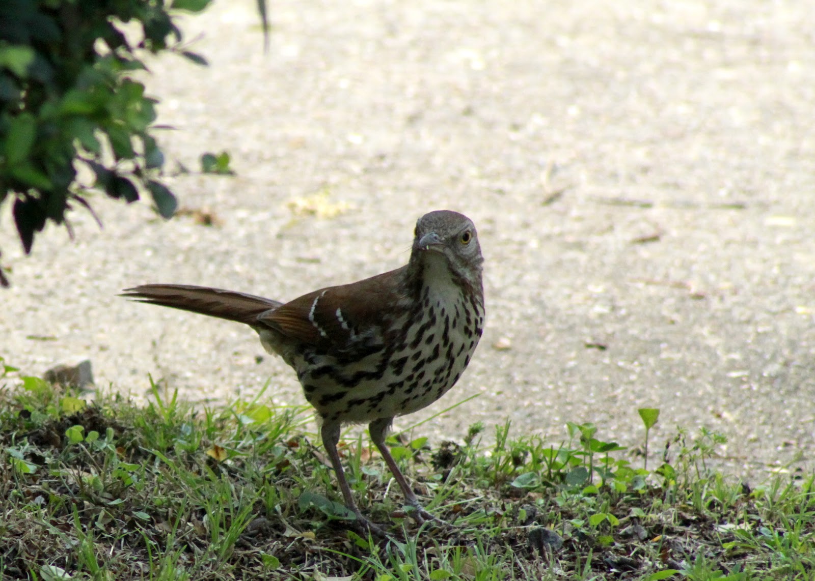 Ponderings of an Elect Exile: focused on Glory...the Brown Thrashers