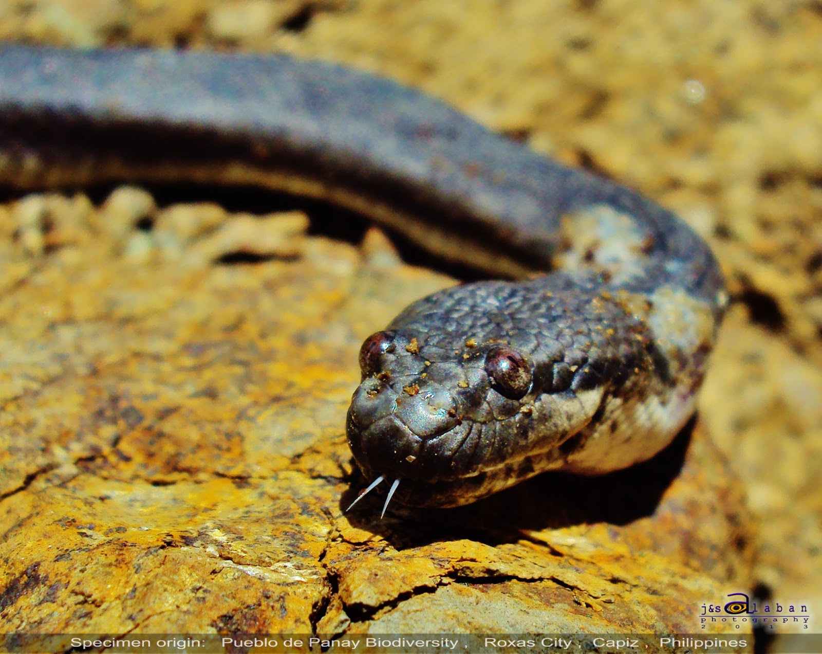 Biodiversity Capiz: Introduction