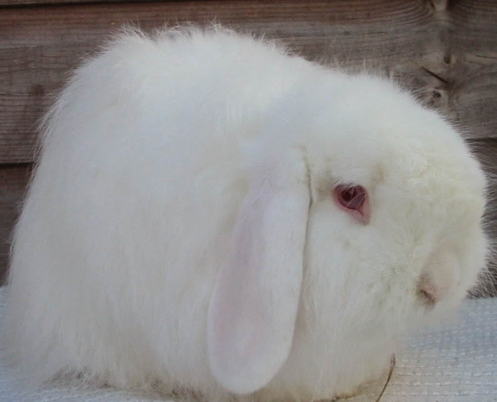 กระต่าย กระต่ายแคระ และการเลี้ยงกระต่าย กระต่ายหูตก Cashmere Lop Rabbit