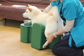 fisioterapia em cães com lesão