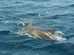 Dolphin Watching Trip