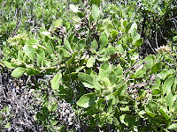  yakni salah satu flora semak dan bercabang banyak Manfaat dan khasiat daun beluntas
