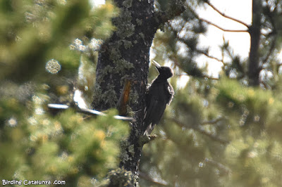 Picot negre