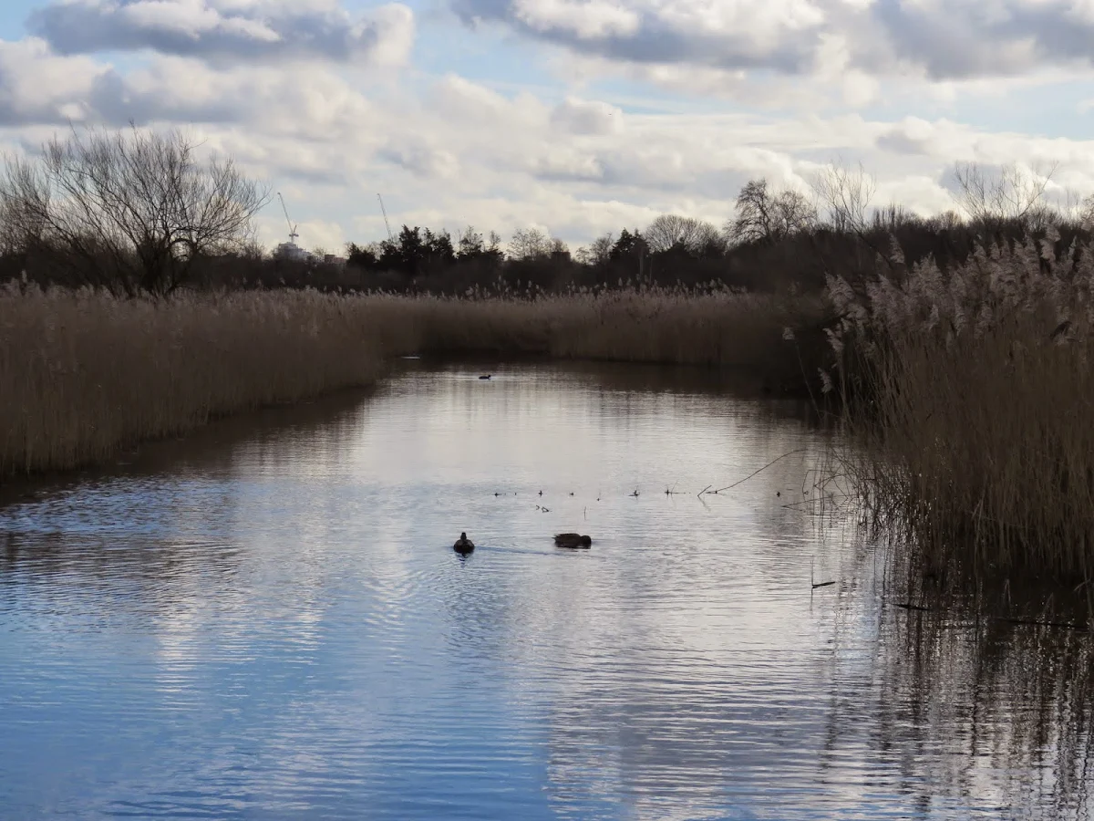 Birds in a pond at the WWT Wetland Centre near Hammersmith in London