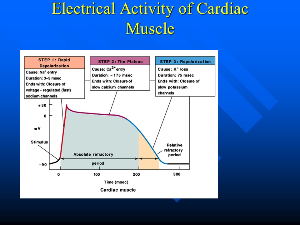 CVT Mohd Farid: Basic Cardiac Cycle-Credit To Dr Rudy Bright Wee