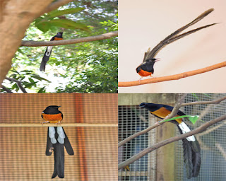 Burung Murai Batu - Menganal Sub Spesies Burung Murai Batu Copsychus Malabaricus Tricolor (White rumped Shama) - Penangkaran Burung Murai Batu Burung Murai Batu - Menganal Sub Spesies Burung Murai Batu Copsychus Malabaricus Tricolor (White rumped Shama) - Penangkaran Burung Murai Batu