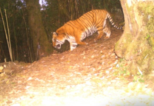 কালিম্পংয়ের নেওড়া ভ্যালী জাতীয় উদ্যানে দেখা মিলল রয়্যাল বেঙ্গল টাইগারের 1 কালিম্পংয়ের নেওড়া ভ্যালী জাতীয় উদ্যানে দেখা মিলল রয়্যাল বেঙ্গল টাইগারের