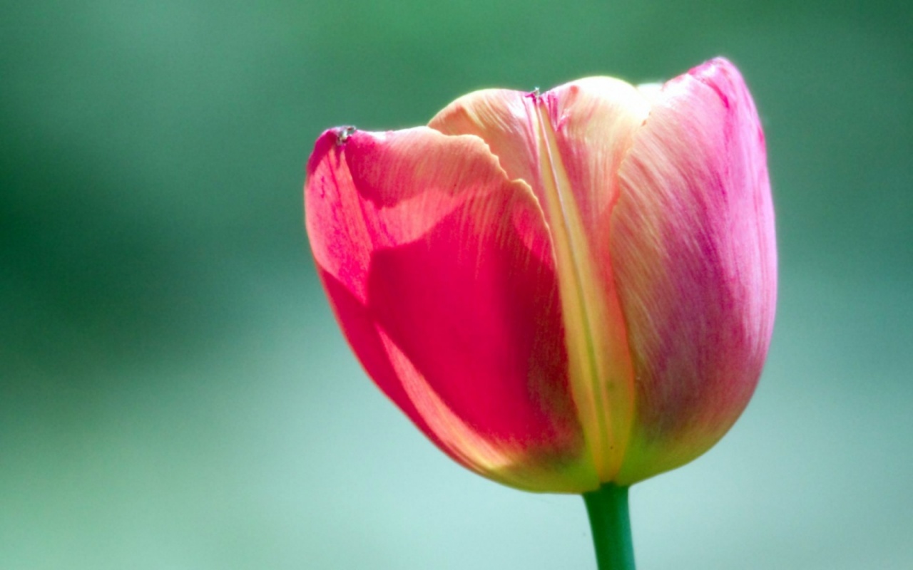 http://1.bp.blogspot.com/-d4Ba9Vz2LW4/TaclaFFLBZI/AAAAAAAAGTc/YVVo6Sr7Sro/s1600/pink_tulip_flower-1280x800.jpg