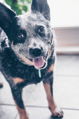 A Blue Heeler is looking straight at the camera with their mouth open and tongue hanging out.