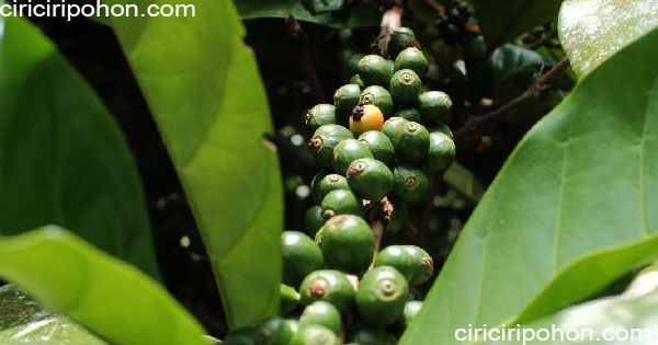 ciri ciri pohon kopi liberka