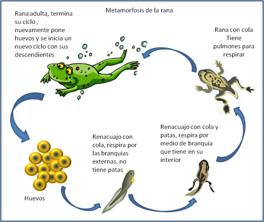 Manual del científico La metamorfosis de la rana Manual del científico La metamorfosis de la rana
