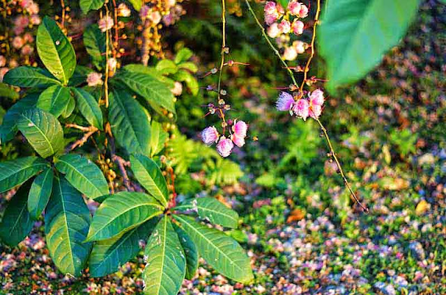 pink flowers, Powderpuff tree, leaves