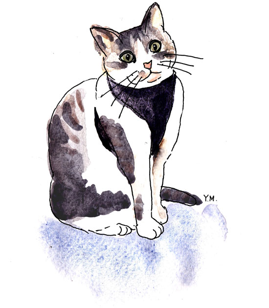 Cat with soft mesh harness by Yukié Matsushtia