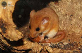 تعرفوا بالصور على أصغر حيوانات الأرض!