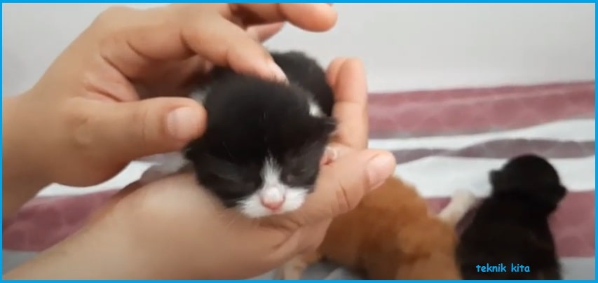 Cara memberi makan anak kucing tanpa induk