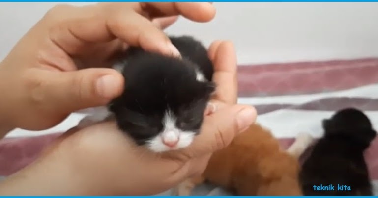 Cara merawat anak kucing tanpa induk yang benar