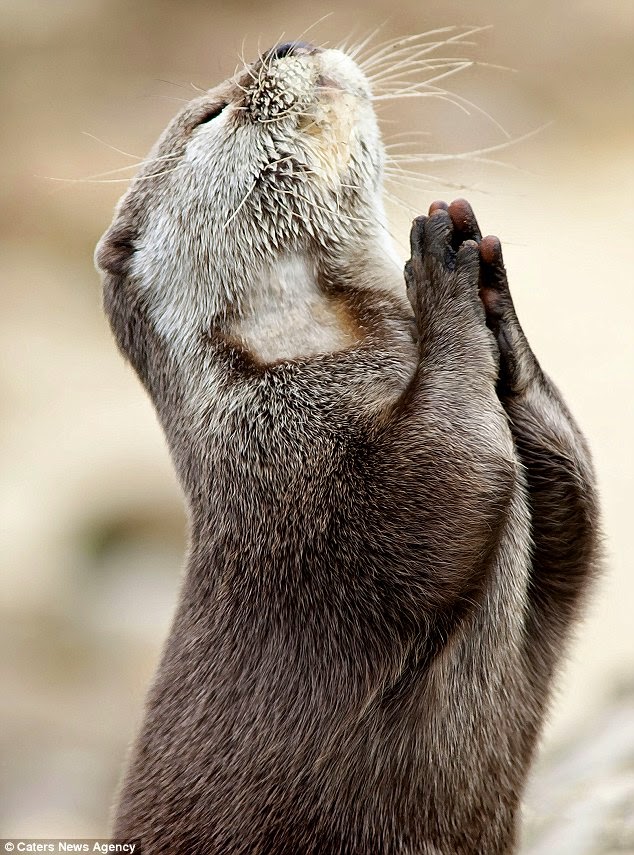 OTTER PRAYING