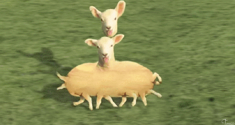 Tonnies - Selfmade Animations Photofun Yachting and many more...: Sheep