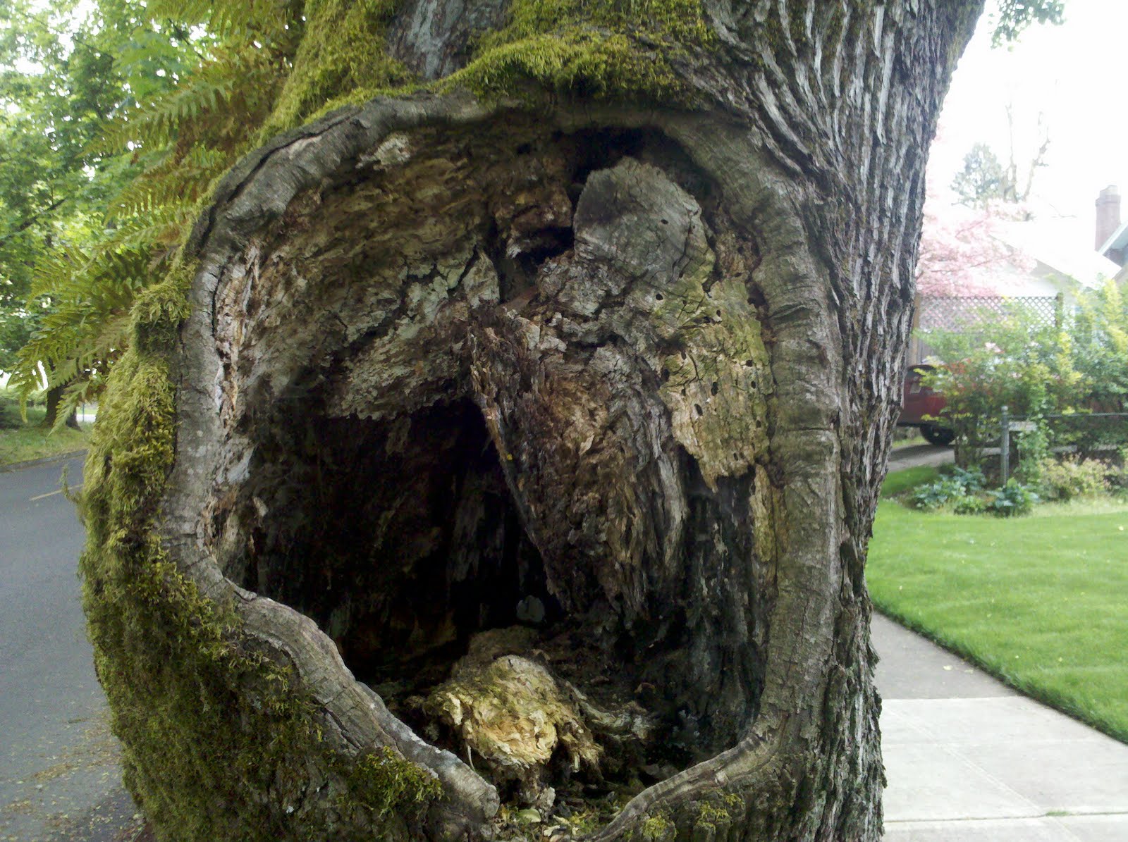 Tree Issues in NE Portland: Tree #3: Decay