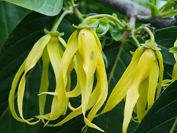 Manfaat dan Khasiat Bunga Kenanga (Canangium Odoratum)  Bunga Kenanga adalah bunga yang memiliki harum dan bau yang khas Manfaat dan Khasiat Bunga Kenanga (Canangium Odoratum)