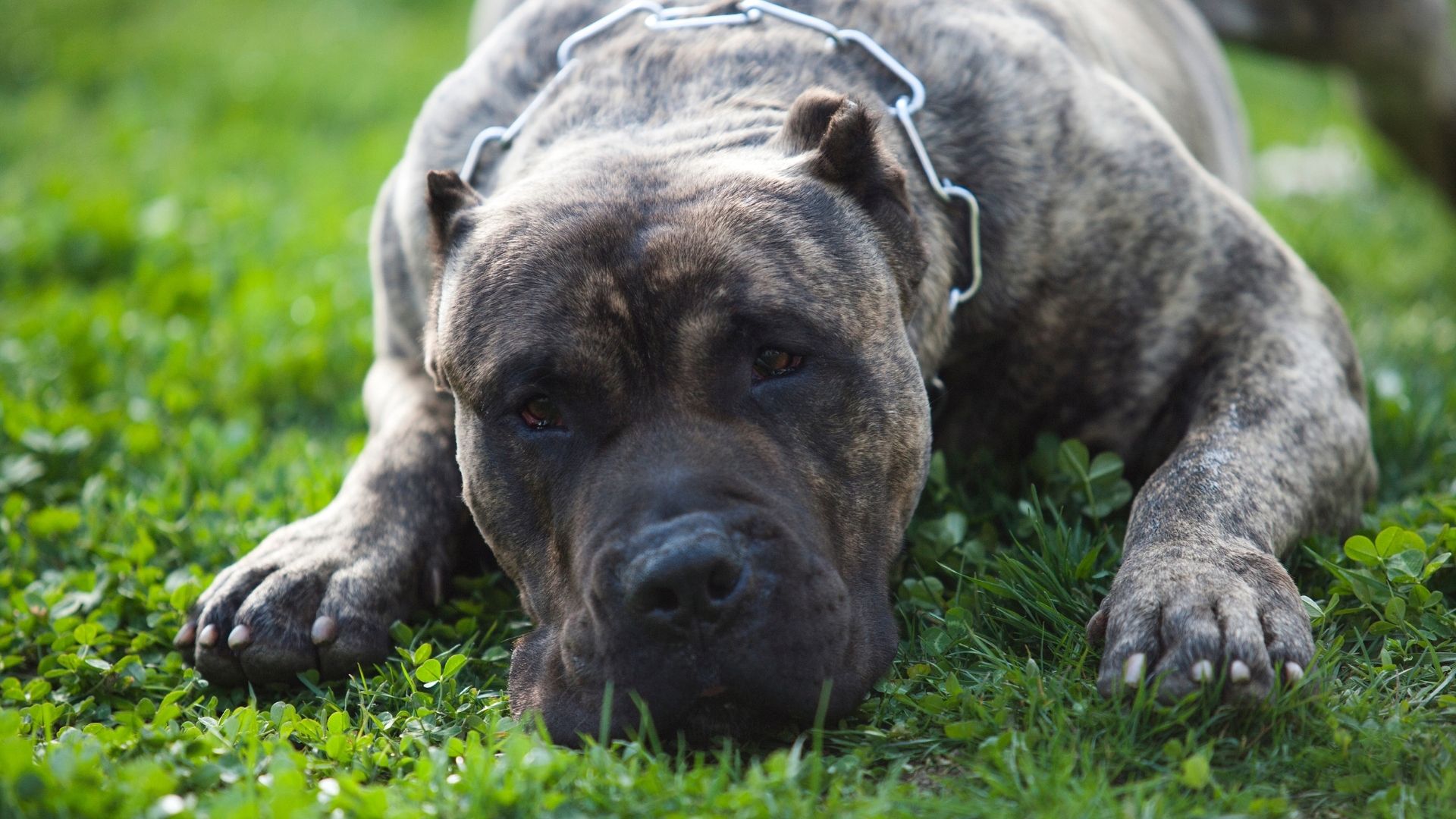 9 cosas que debes saber sobre el Presa Canario 9 cosas que debes saber sobre el Presa Canario
