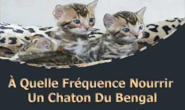 À Quelle Fréquence Nourrir Un Chaton Du Bengal