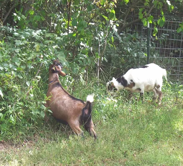 effects of goats on a pasture