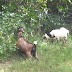 Effects Of Goats On A Pasture