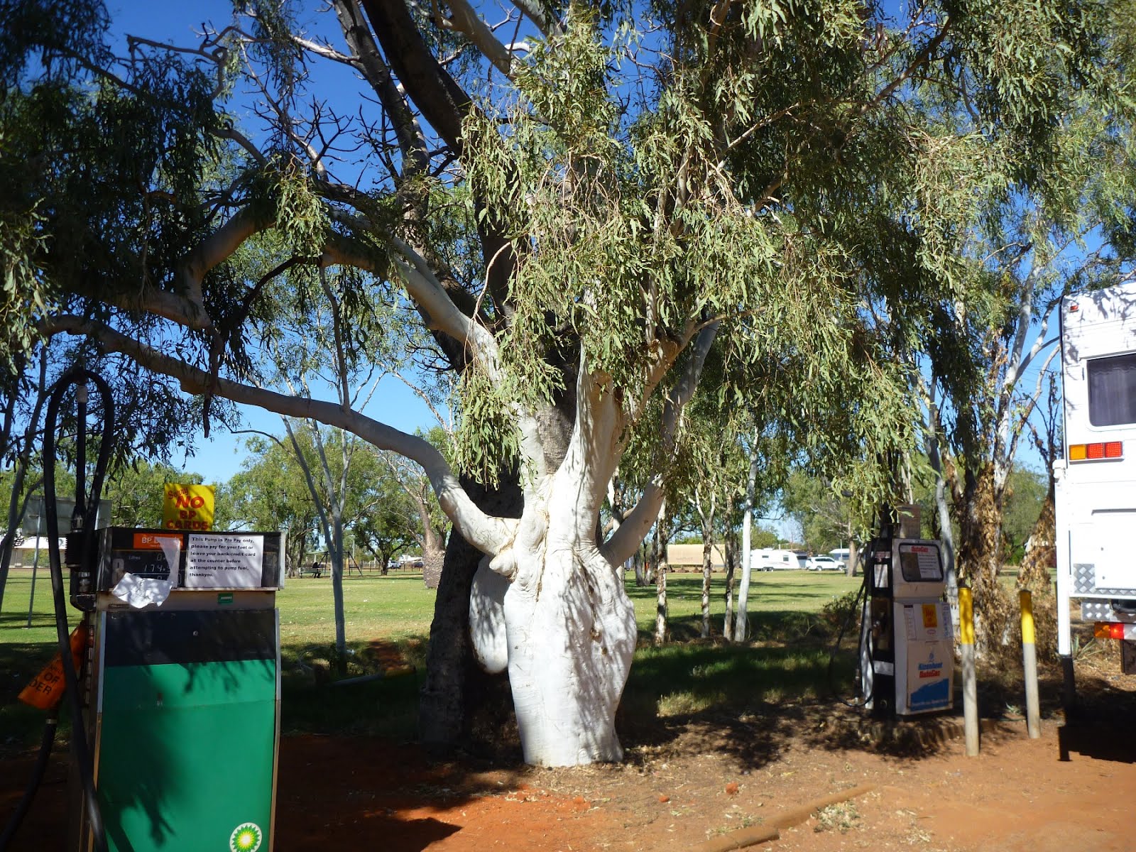 Just Keep on travelling Boab trees in Derby